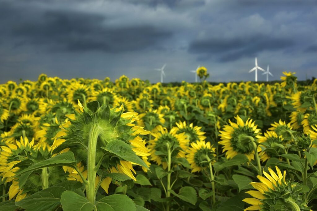 sunflowers, beautiful flowers, flowers-4339580.jpg